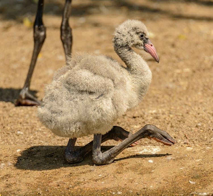 Close-up Of A Baby Flamingo 