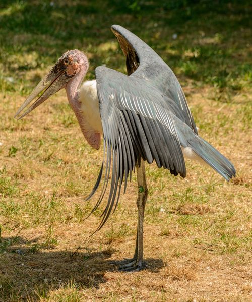 Free Close-up of a Marabou Stork with wings spread, standing on sunlit grass. Stock Photo