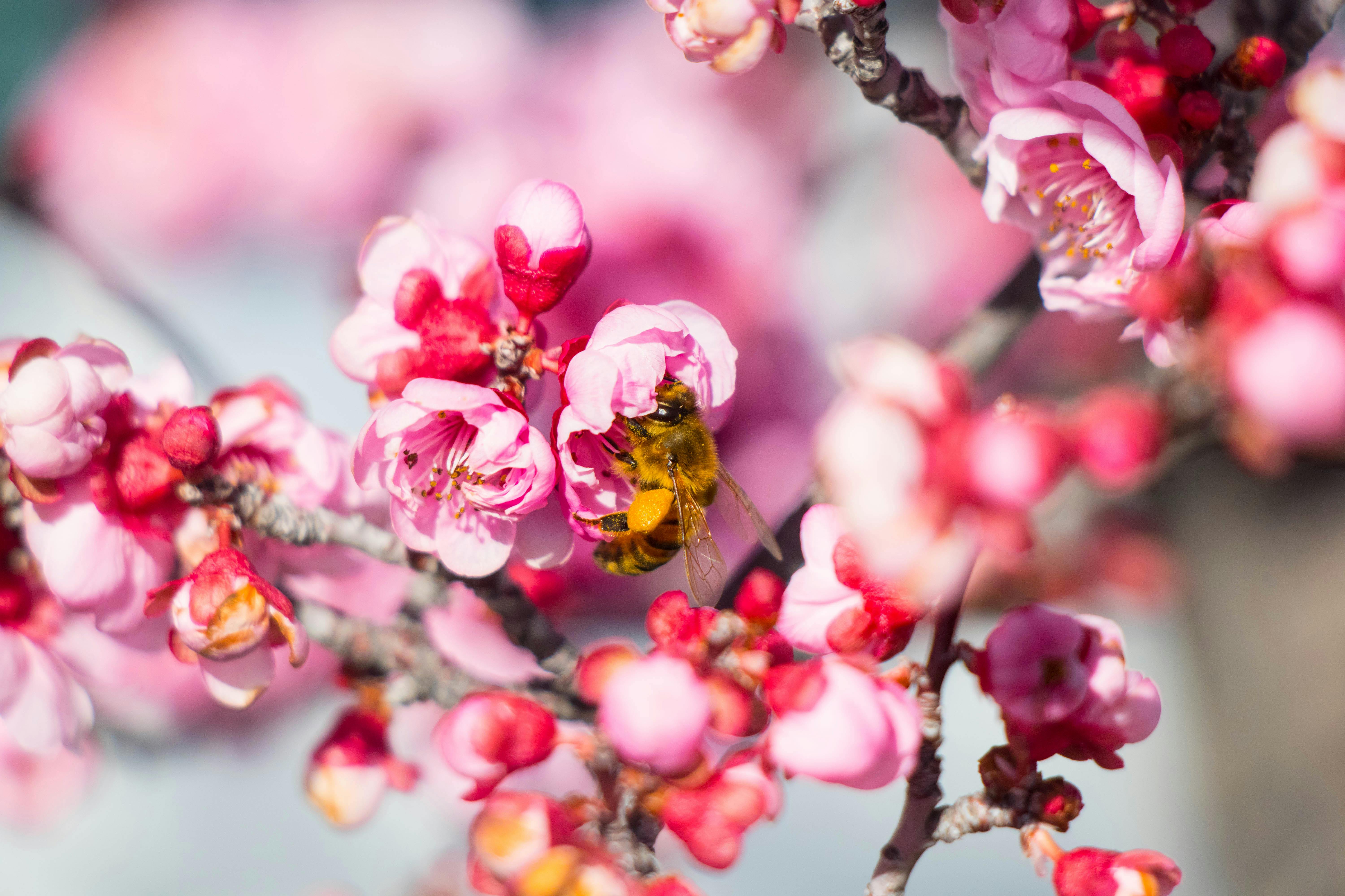 The Impact of Plant Biomes on Color Palettes in Painting