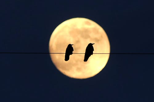 Two Birds Perching with the Moon in the Background