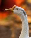Domesticated Chinese goose with basal knob