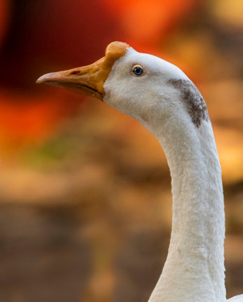 Free Head of domestic Chinese goose with bump on beak highly productive breed for agricultural farms Stock Photo