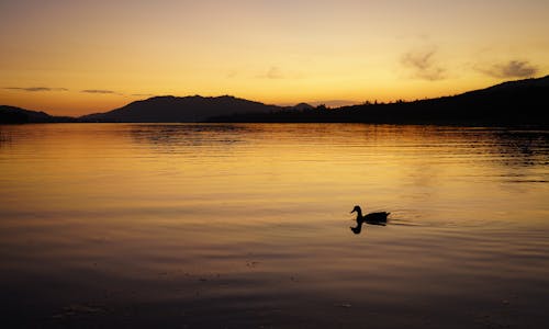 Základová fotografie zdarma na téma dramatická obloha, jezero, kachny