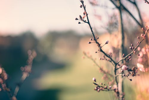 Selectieve Aandacht Fotografie Van Roze Bloem