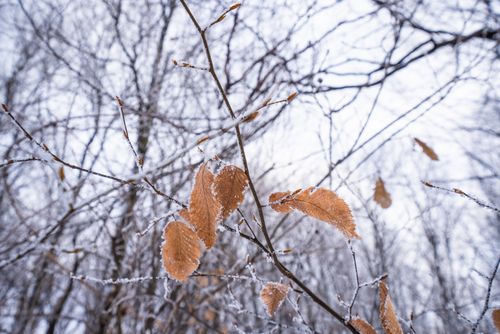 Free Detailed close-up of frost-coated branches with brown leaves against a winter backdrop. Stock Photo