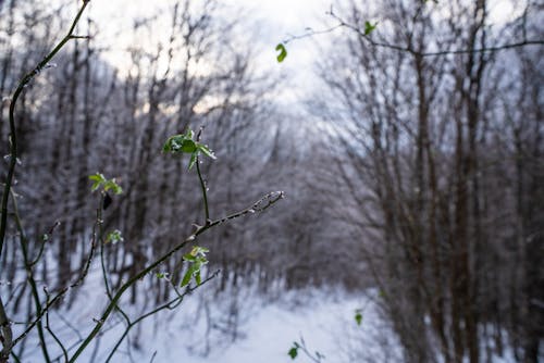 คลังภาพถ่ายฟรี ของ บรรยากาศหนาวเย็น, ฤดูหนาว, สีเขียว