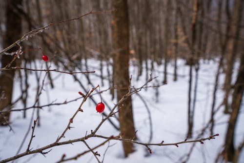 คลังภาพถ่ายฟรี ของ ต้นไม้, ภาพถ่ายมาโคร, ฤดูหนาว