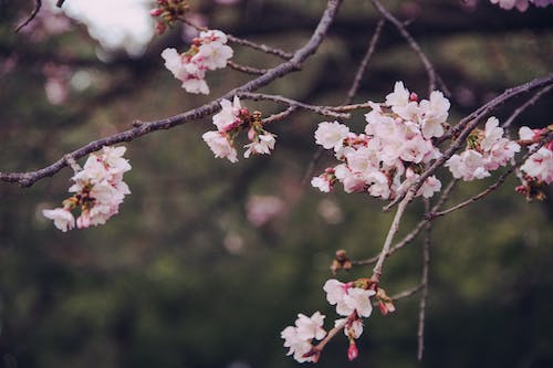 Foto d'estoc gratuïta de flor de cirerer, florint, fotografia de flors