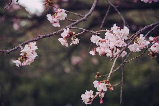 Beautiful cherry blossoms blooming in springtime, captured in Taito City, Tokyo.