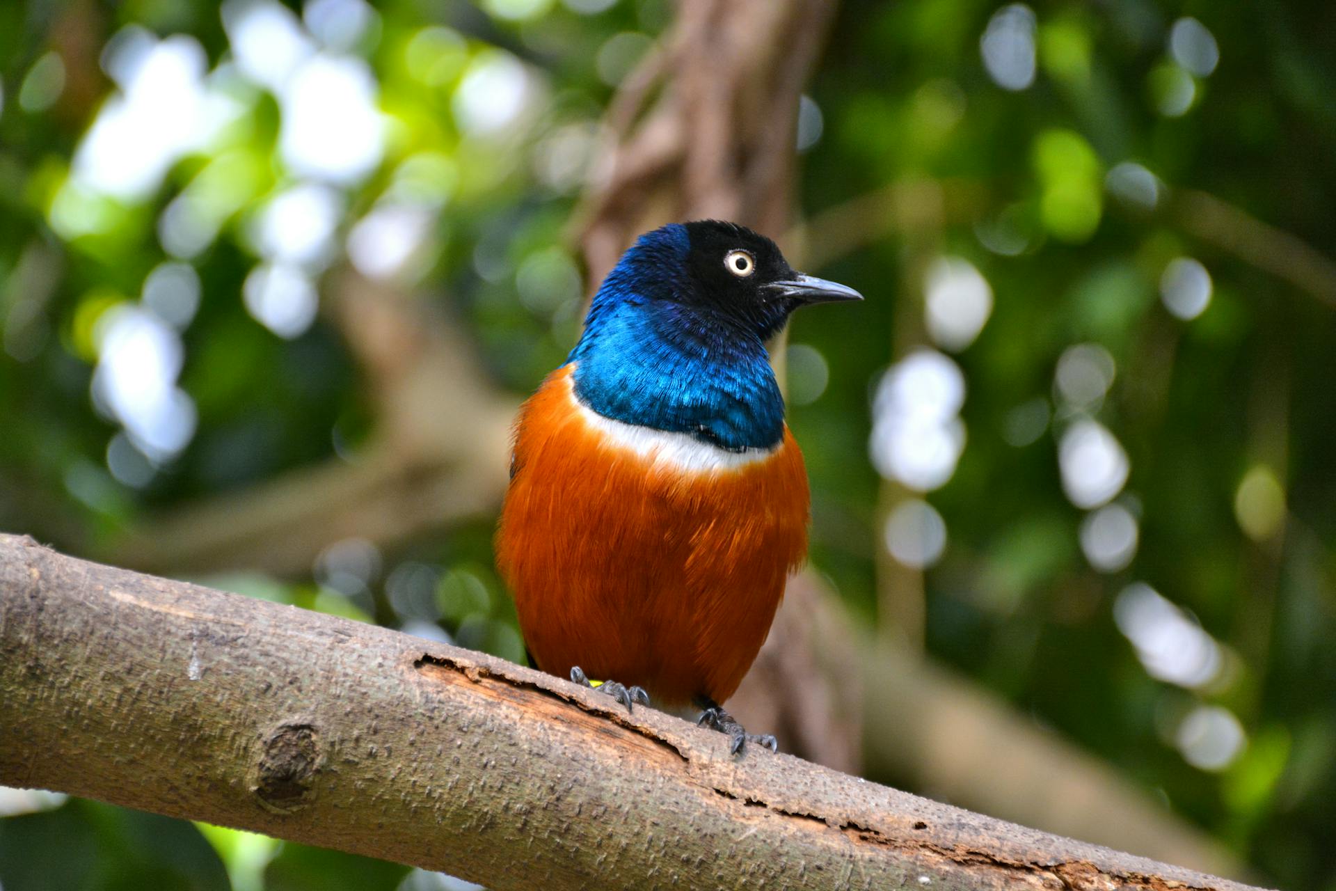 Close-up of a superb starling (Lamprotornis superbus) perched on a branch with a blurred natural background.