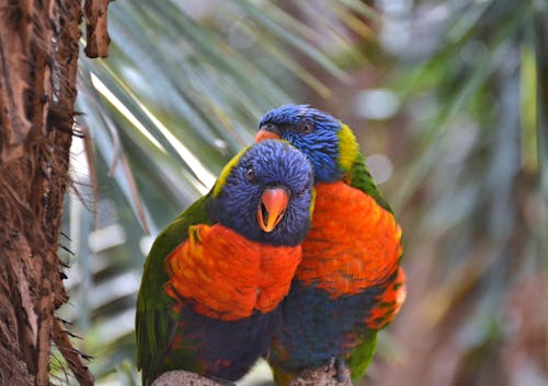 Colorful Birds Perched on the Tree