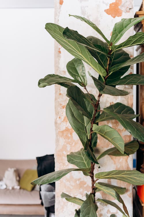 Free Photo of a Fiddle-Leaf Fig with Green Leaves Stock Photo