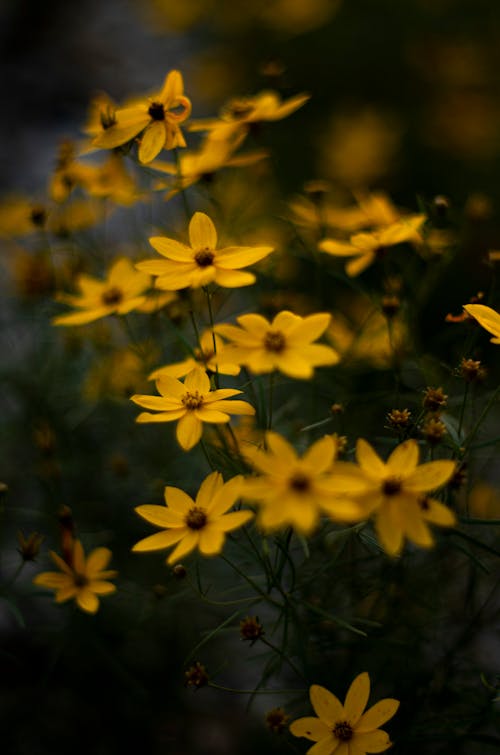 Бесплатное стоковое фото с вертикальный выстрел, желтые цветы, размытый