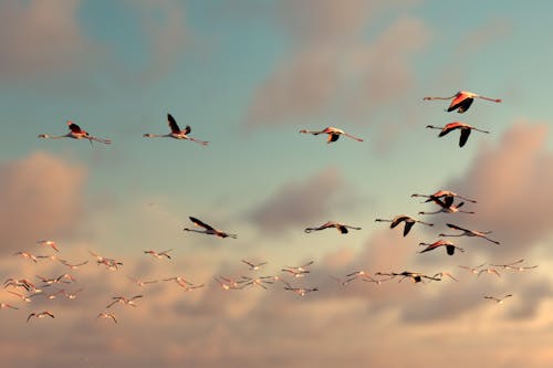 flamingolar, göç, hayvan fotoğrafçılığı içeren Ücretsiz stok fotoğraf