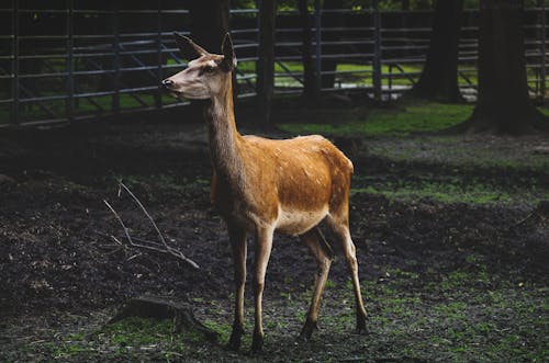 A Young Deer in a Fenced Farm