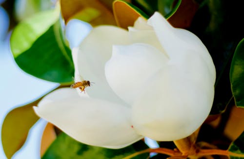 Free stock photo of bee, flower