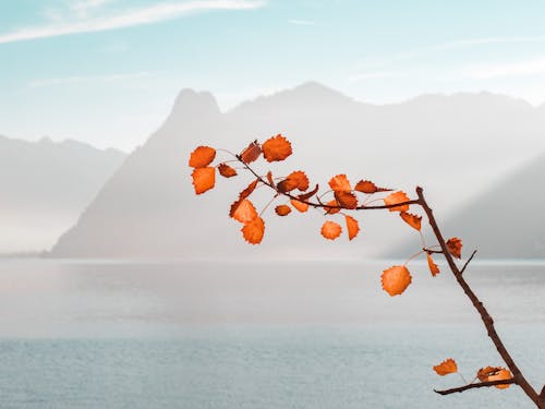 Free Orange Leaf Plant Near Sea and Mountains at Daytime Stock Photo