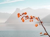 Orange Leaf Plant Near Sea and Mountains at Daytime