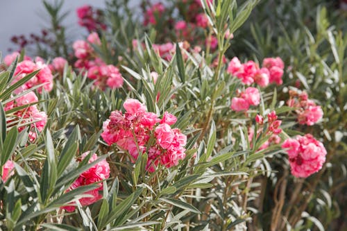 Close-Up Shot of Pink Flowers with Green Leaves