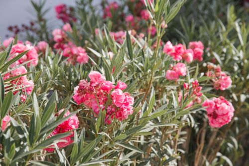 Free Beautiful pink oleander (Nerium oleander) flowers blooming under the sun, showcasing lush green foliage. Stock Photo