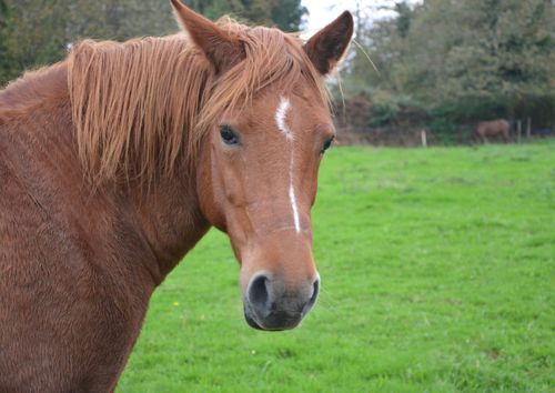 Free stock photo of Ã quidÃ, cheval jument, herbivore Stock Photo