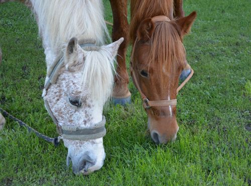Free stock photo of cheval blanc, chevaux, herbivore Stock Photo