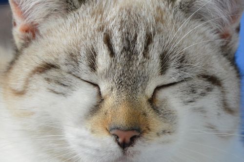 Free stock photo of chat, jeune chat yeux fermÃ s, nez chat Stock Photo