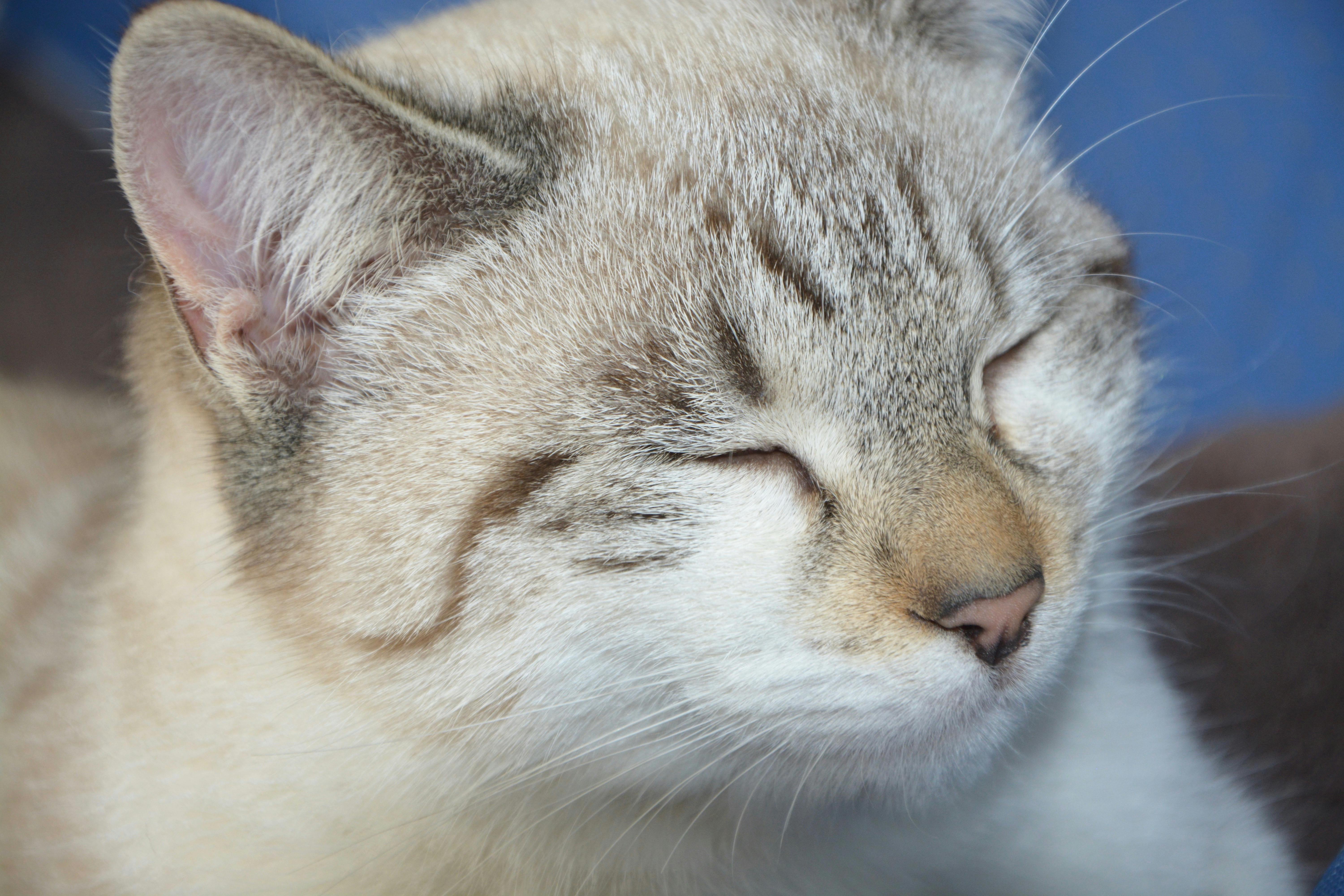 Free Stock Photo Of Chat Chat Qui Dort Jeune Chat