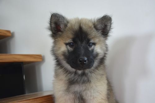 Free stock photo of chien, chienne nova, chiot Stock Photo