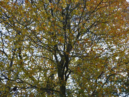Free stock photo of arbre, automne, autumn Stock Photo