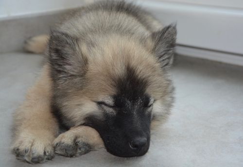 Free stock photo of chien allonger, chienne nova, chiot qui dort Stock Photo
