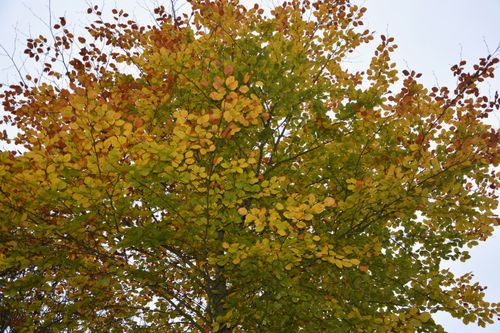 Free stock photo of arbre, couleur automne, feuilles Stock Photo