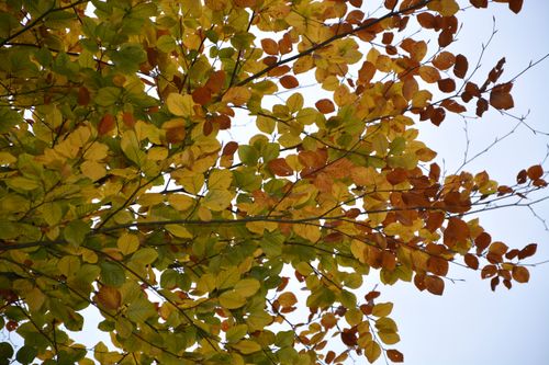 Free stock photo of arbre, couleur automne, feuilles Stock Photo
