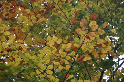 Free stock photo of feuilles couleurs automne, paysage automne Stock Photo