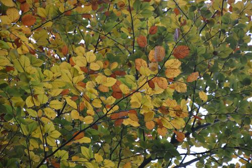Free stock photo of arbre, feuilles automne, paysage d automne Stock Photo