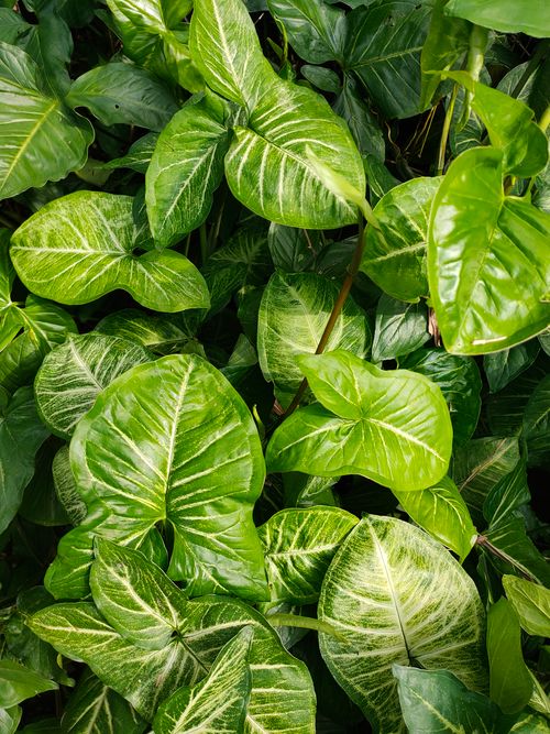 Free Vibrant green leaves in natural light capture the lush beauty of flora. Stock Photo