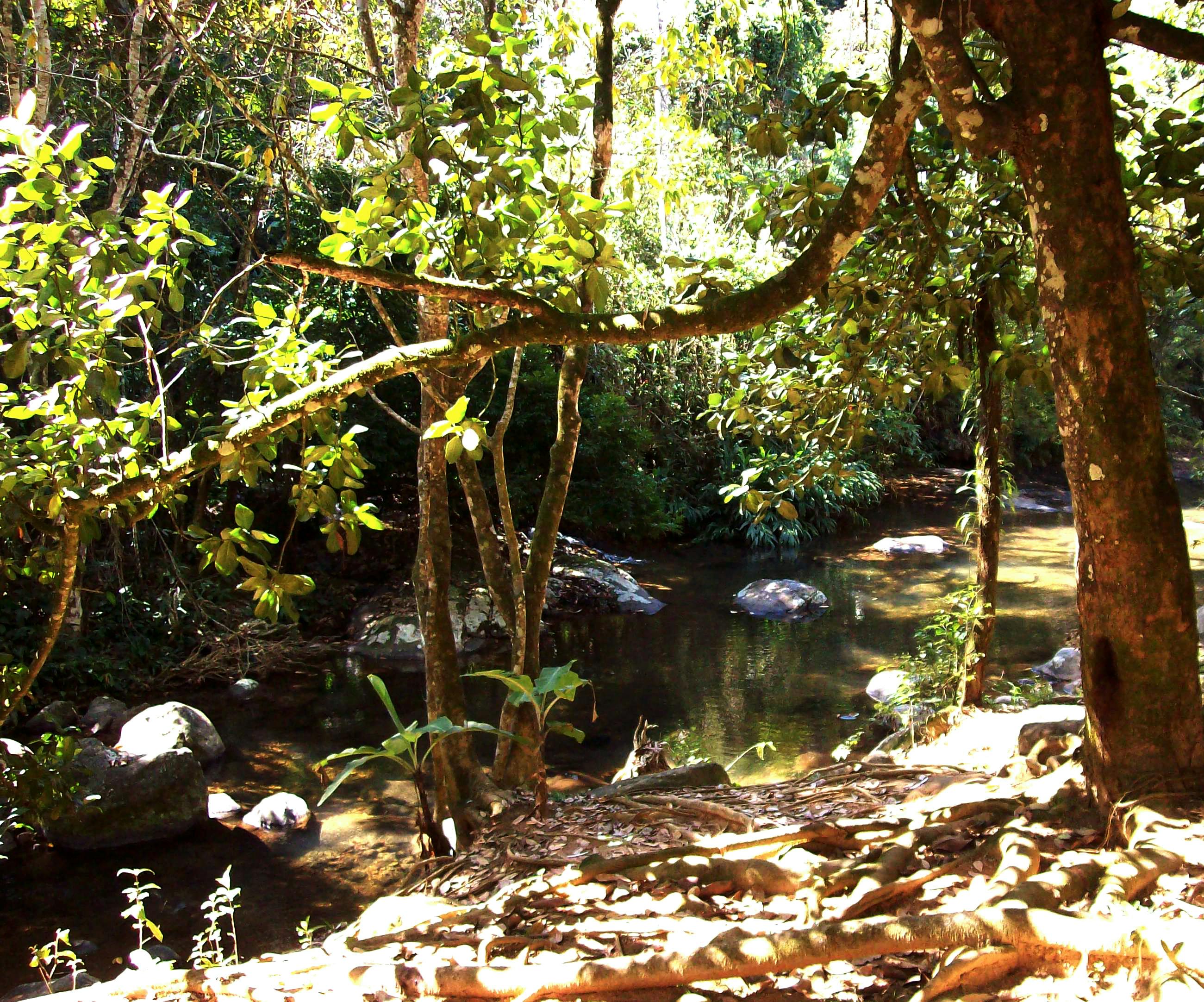 Free stock photo of daylight, nature, riverside