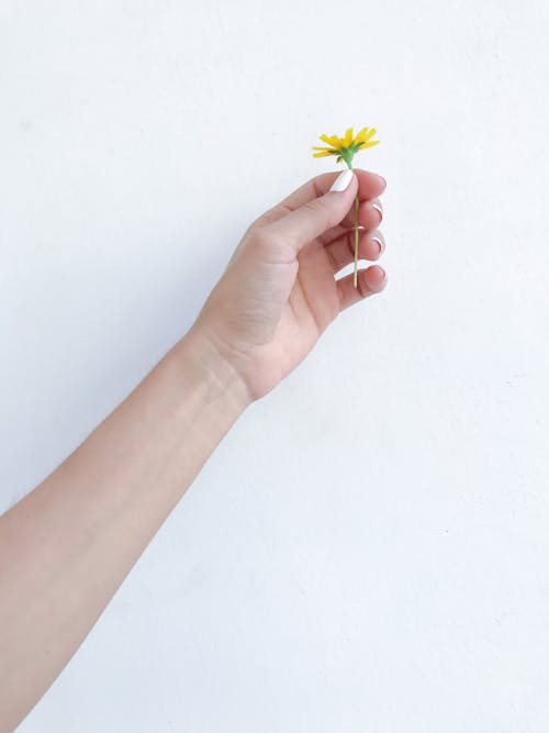 Free Woman showing small flower against white wall Stock Photo