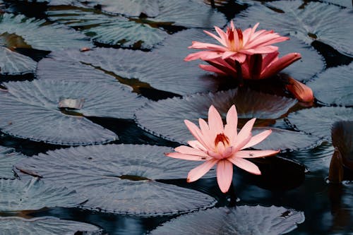 Free Pink Water Lilies and Green Leaves in a Pond Stock Photo