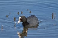 Eurasian Coot on Water