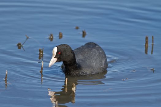 Eurasian Coot on Water