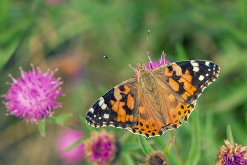 Black White and Orange Butterfly Perched on Flower 