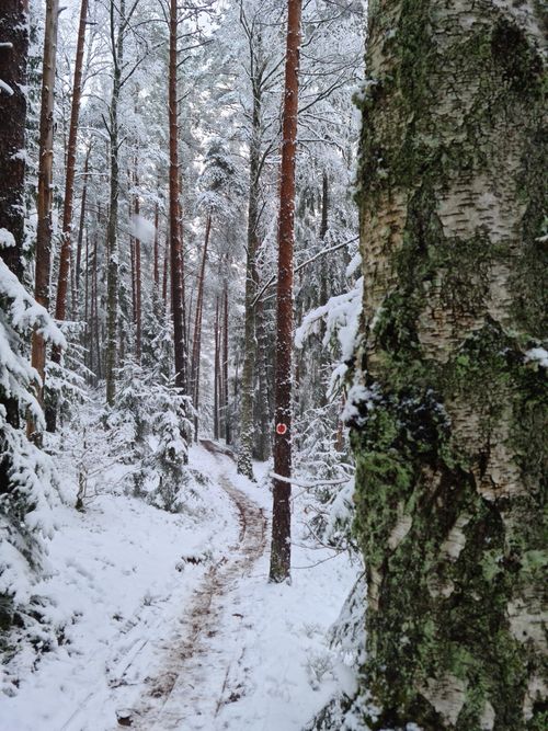 Free Serene snowy forest path with lichen-covered trees during winter, creating a tranquil atmosphere. Stock Photo