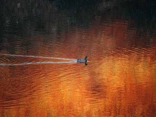 A Photo Of Duck Swimming on The Ocean