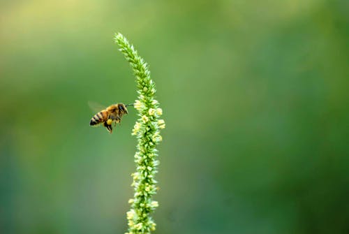 Honeybee Perched on Plant 