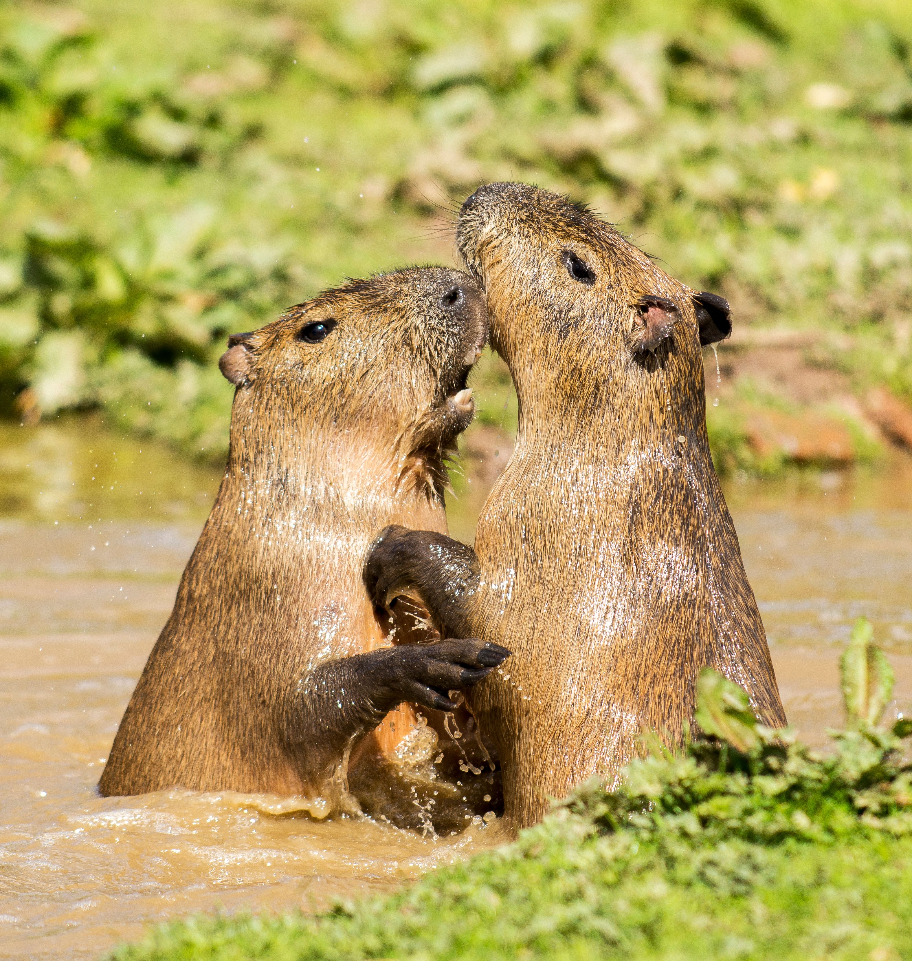 Foto de stock gratuita sobre animal, castor, de cerca, fauna, húmedo, río
