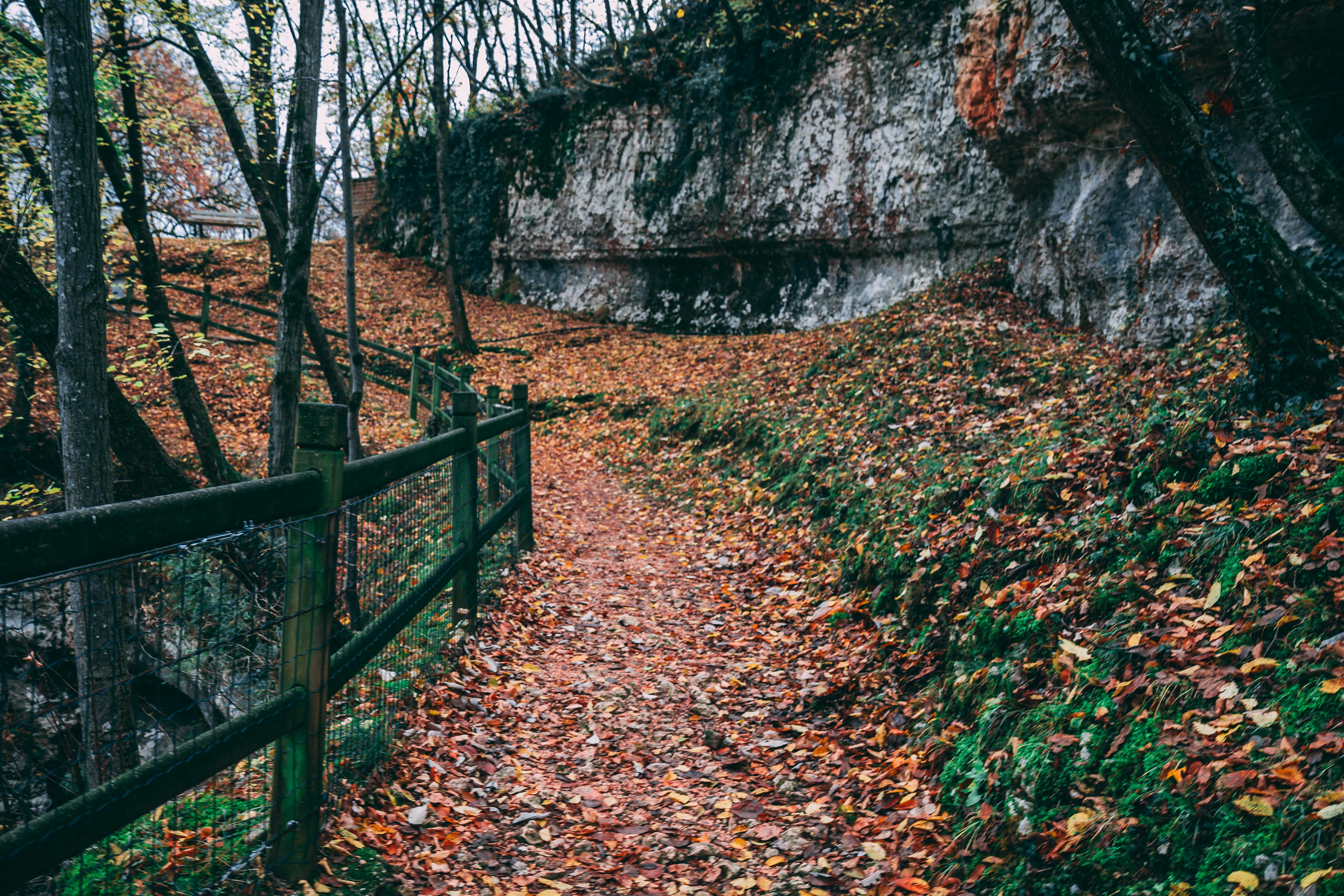 Fence along leafy hiking trail