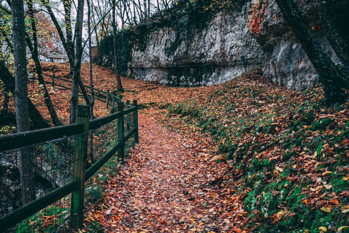 Clôture En Acier Noir Avec Des Feuilles Brunes Sous