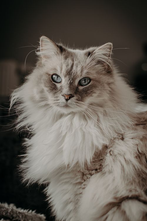 Free Adorable fluffy cat with white and gray fur sitting in light room and looking at camera Stock Photo