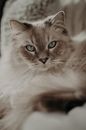 Furry cat looking at camera while lying on blanket